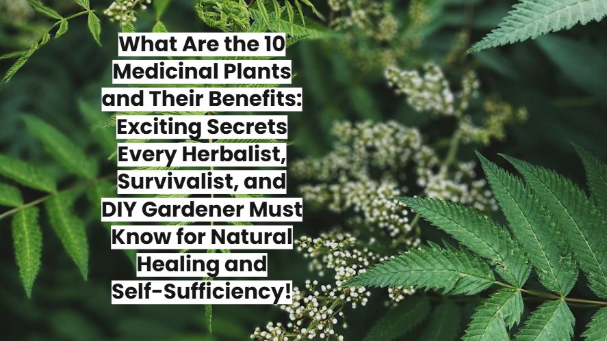 What Are the 10 Medicinal Plants and Their Benefits : Exciting..