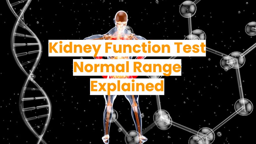 Kidney Lab Work Normal Ranges Kidney Function Test Normal Range Explained: Lifestyle Tips